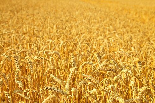 Wheat field