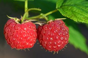 Rote Himbeeren