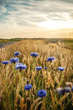 Blue field flowers in the high grass along the side of the road by Fotografiecor .nl