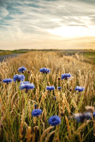 Veldbloemen in de weg berm