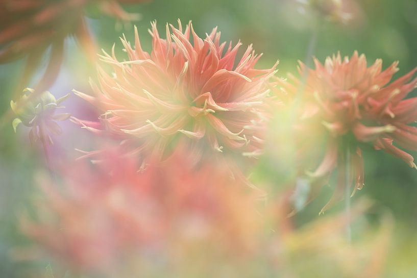 Dahlien&#039;s im Garten in Ruinen von Ronald Wilfred Jansen