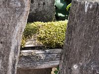 Moss