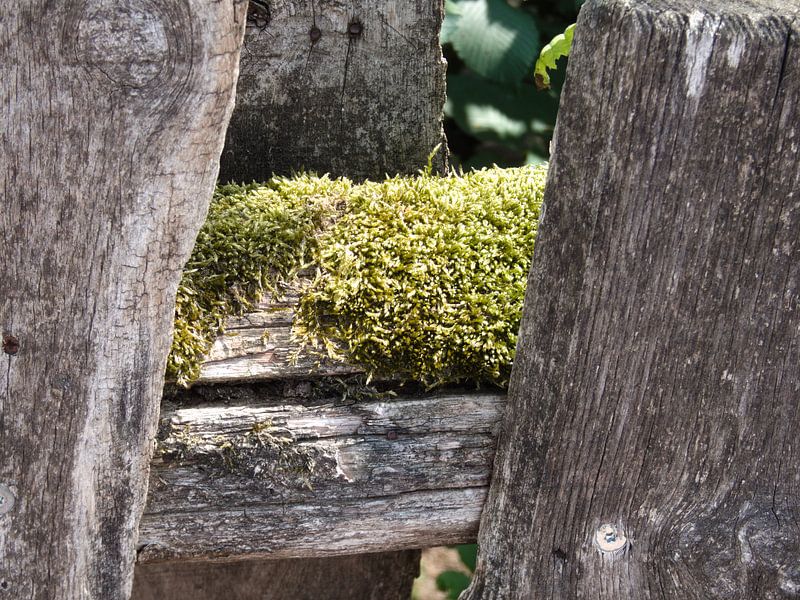 Moss by Made_ by_Sandy