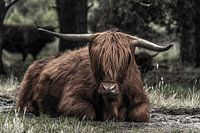 schotse hooglander