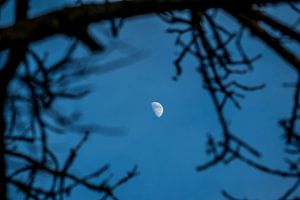 Mond – Verträumte Dämmerung zwischen stillen Ästen
