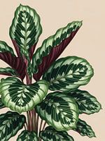 Calathea Tropisches Laub Botanische Dschungel Kunst
