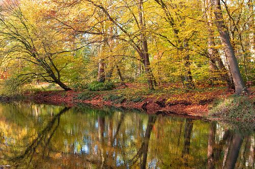 Herfst reflectie in de vijver van het Molenbosch Zeist