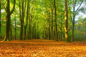 Pfad durch einen Buchenwald mit braunen Blättern auf dem Waldboden von Sjoerd van der Wal Fotografie