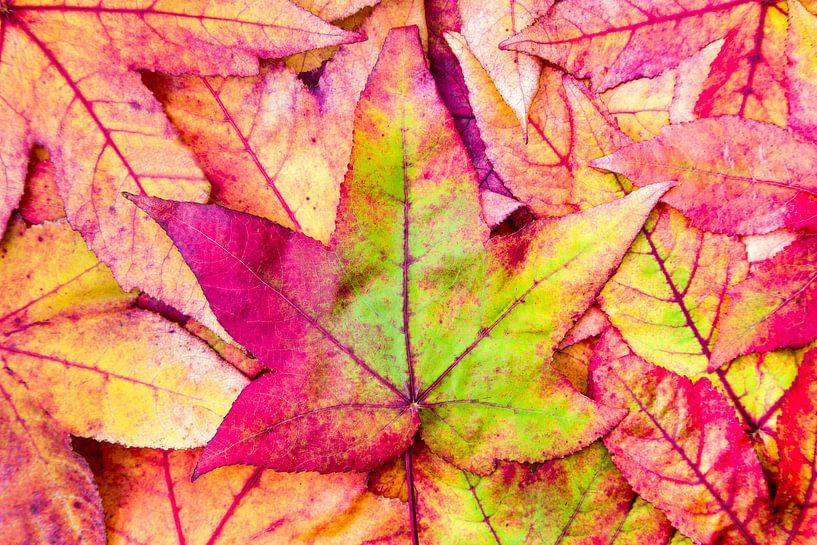Pile of maple leaves in fall colors by Ben Schonewille