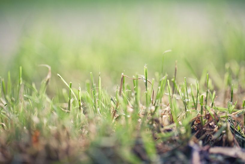Grünes Gras von Leonie Wagenaar