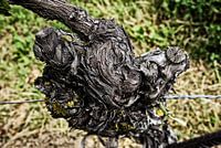 gnarled vine