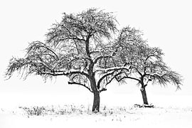 Le silence de l'hiver sur Kilian Schloemp