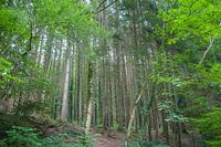 Forest in Germany