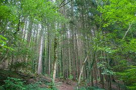 Forest in Germany by Marc van Gessel