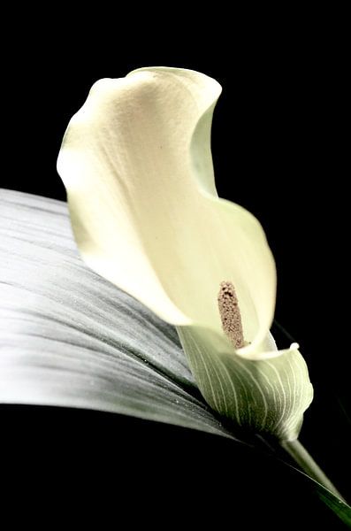 Calla by Ilja Kalle