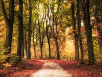 Een kleurrijke bos pad in de herfst
