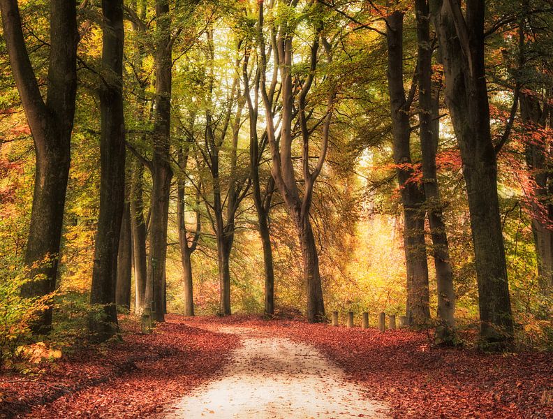 Een kleurrijke bos pad in de herfst van Fabrizio Micciche