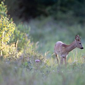 Young roebuck in the evening light by rene marcel originals