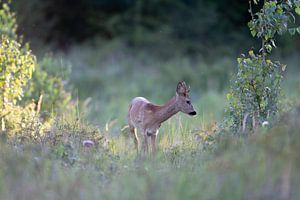 Junger Rehbock im Abendlicht
