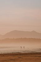 Surfers at sunset on Longbeach, Vancouver Island