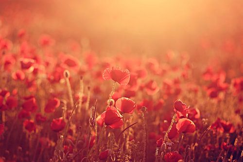 poppies in morninglight ( klaprozen in ochtendlicht) 