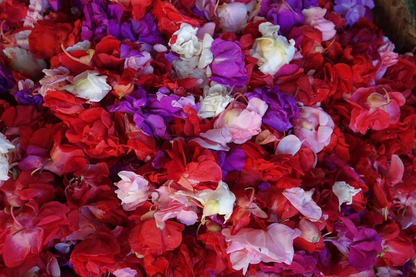 Flowers by Mari Plooij