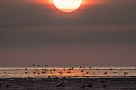 Sunset at the Wadden coast by Goffe Jensma thumbnail