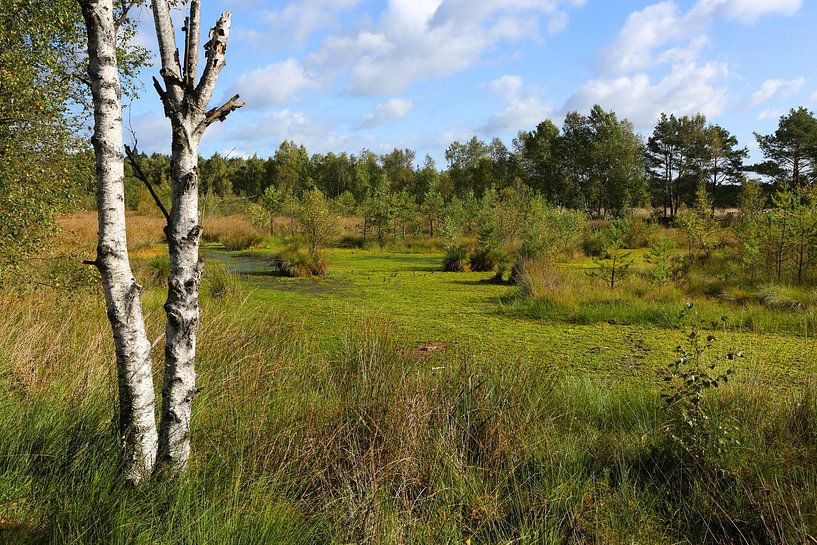 Het Pietzmoor in de Lüneburger Heide in Nedersaksen van Karina Gebert
