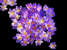 Crocus lilas (Crocuses) sur Caroline Lichthart
