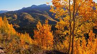 Gouden Herfst - Colorado   van Tonny Swinkels thumbnail