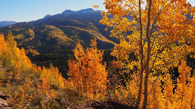 Gouden Herfst - Colorado   van Tonny Swinkels