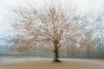 Beaucoup de photos d'un seul arbre sur Gonnie van de Schans