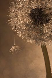 L'adieu : il est temps de partir ! sur Marjolijn van den Berg