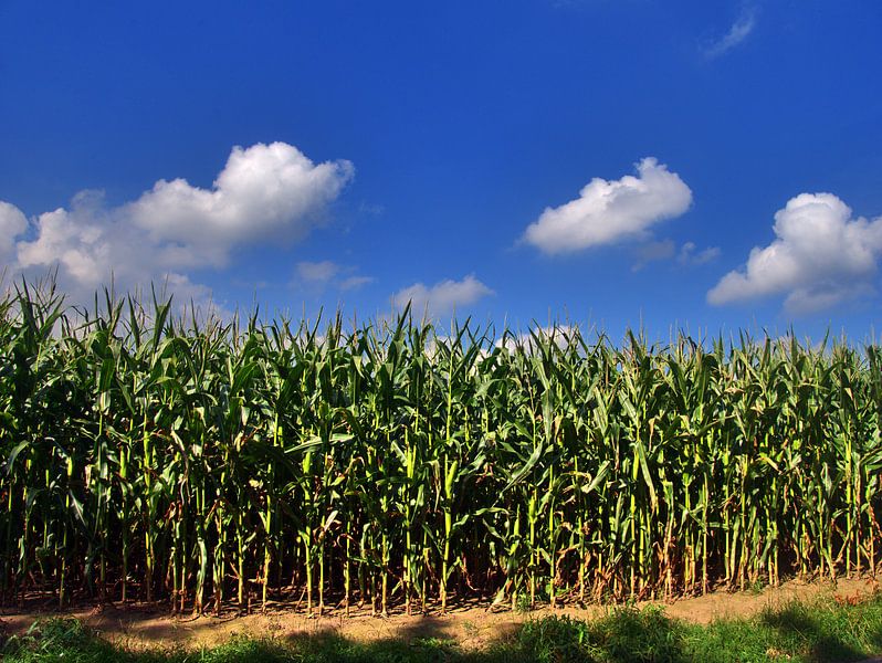 Maïsveld van Edgar Schermaul
