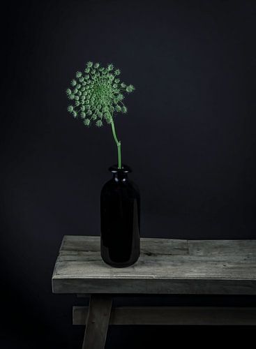 Stilleven Ammi Majus in vaas