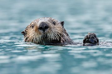 Zeeotter in het blauwe water van Alaska van Menno Schaefer