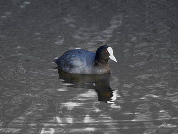 A coot swimming in the water by Bianca Wisseloo