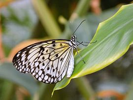 Idea Leuconoe - Papiervlinder (Collectie 2018 ) by Jan van Bruggen