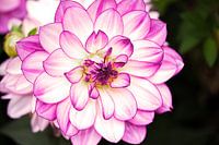  dahlia