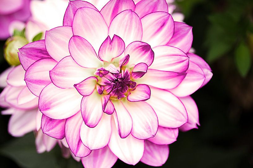 dahlia by Karl-Heinz Lüpke
