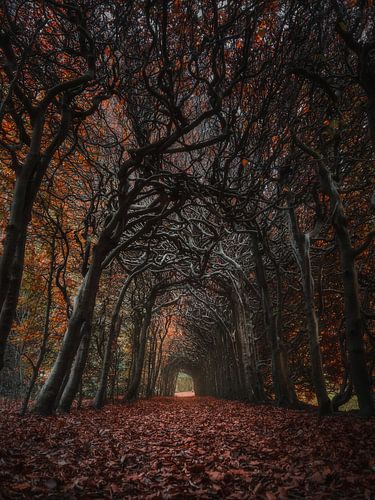 Mystérieux portail dans une sombre forêt d'automne
