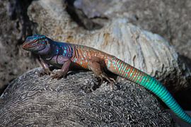 Bonairiaanse Remhagadis op Hersenkoraal by Bastiaan Van der Ploeg