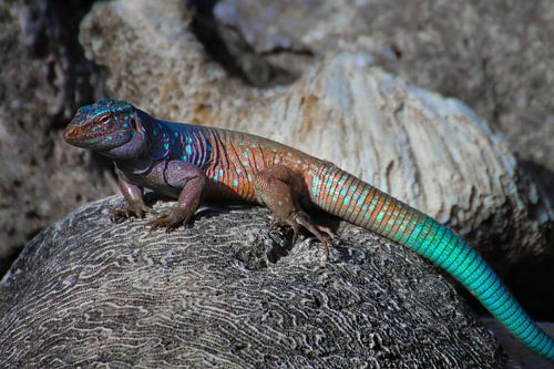 Bonairiaanse Remhagadis op Hersenkoraal