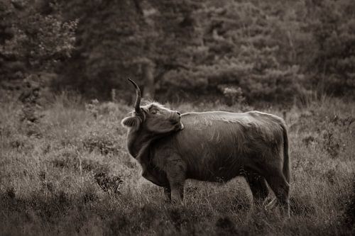 Mooie Hooglander op de heide