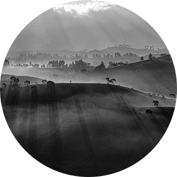 Zwart wit panorama thee plantage van Ellis Peeters
