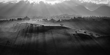 Black and white panoramic tea plantation by Ellis Peeters