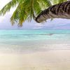 Palmier sur la plage aux Maldives sur Tilo Grellmann