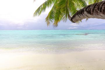 Palm tree on the beach in the Maldives by Tilo Grellmann