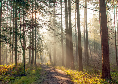 Der Weg ins Morgenlicht