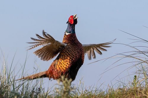 Pheasant